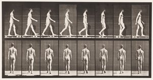 Planche 8. Marcher - Eadweard Muybridge