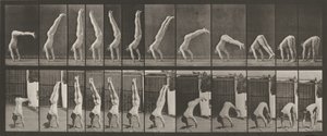 Planche numéro 371. Acrobat, vertical "press up", 1887 (photo) - Eadweard Muybridge