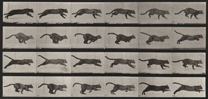  - Eadweard Muybridge