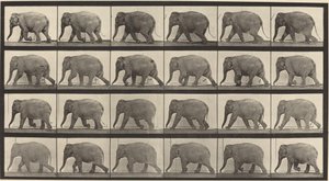 Numéro de plaque 733. Éléphant marchant - Eadweard Muybridge