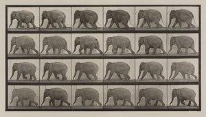 Planche numéro 733. Éléphant marchant - Eadweard Muybridge