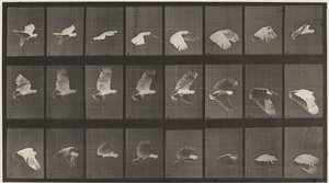 Planche numéro 758. Cacatoès en vol - Eadweard Muybridge