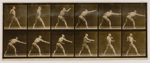 Pugiliste frappant un coup, extrait du livre Animal Locomotion - Eadweard Muybridge