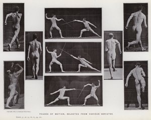 La Figure Humaine en Mouvement : Phases de mouvement, sélectionnées de diverses séries - Eadweard Muybridge