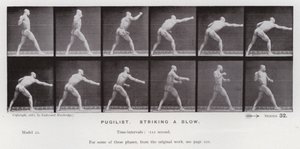 La figure humaine en mouvement : Pugiliste, frappant un coup - Eadweard Muybridge