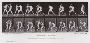 La Figure Humaine en Mouvement : Pugilistes, Boxe - Eadweard Muybridge