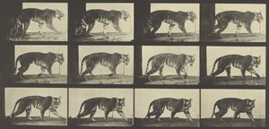 Tigre marchant, Planche 729 de Animal Locomotion, 1887 - Eadweard Muybridge