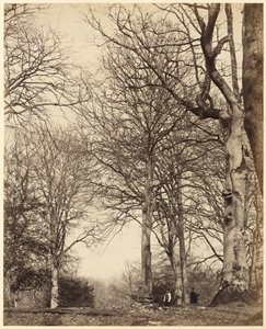 Hêtre de la reine Adélaïde, 1864 (photo) - Earl of Caithness