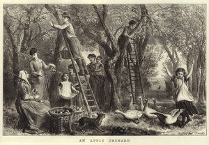 Un verger de pommiers