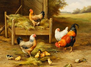 Poules et poussins se nourrissant - Edgar Hunt