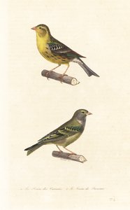 Canari des Canaries et serin européen - Edouard (after) Travies