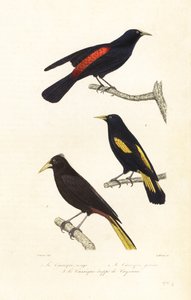 Espèces de caciques et cassique huppé