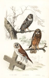 Chouette hulotte, chouette épervière et hibou des marais
