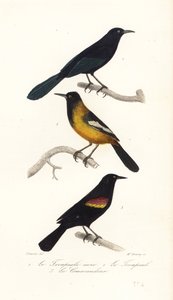 Quiscale des Grandes Antilles, Oriole d