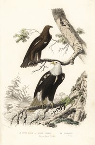 Aigle tacheté et pygargue à tête blanche - Edouard (after) Travies