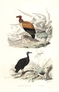 Vautour pape et urubu à tête rouge - Edouard (after) Travies