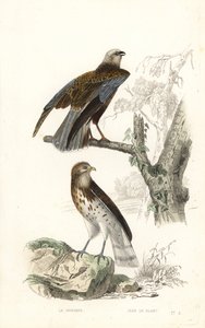 Busard des roseaux et circaète Jean-le-Blanc - Edouard (after) Travies