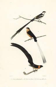 Oiseaux whydah