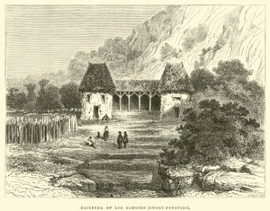 Hacienda de Los Camotes, patates douces - Edouard Riou