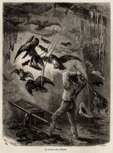 Chasse aux hiboux réfugiés dans l