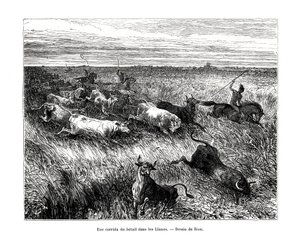 Bétail, Los Llanos, Venezuela, XIXe siècle - Edouard Riou