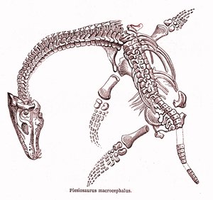 Plésiosaure macrocephalus - Edouard Riou