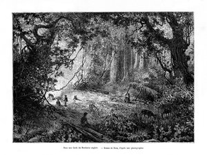 Forêt tropicale au Honduras britannique, 19e siècle - Edouard Riou