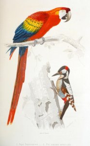 1. Ara Aracanga. 2. Pic épeiche - Edouard Travies
