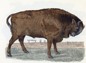 Aurochs - Alphabet illustré des animaux - Edouard Travies