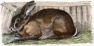 Lapin domestique - "Alphabet illustré des animaux" XIXe siècle (gravure) - Edouard Travies