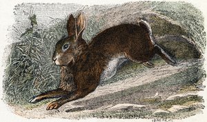 Lapin de garenne - 