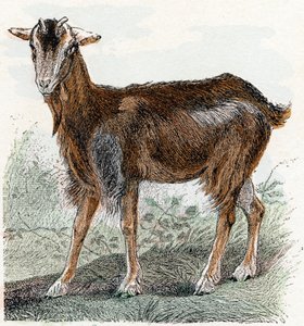Chèvre - "Alphabet illustré des animaux" XIXe siècle (gravure)