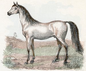 Cheval - 