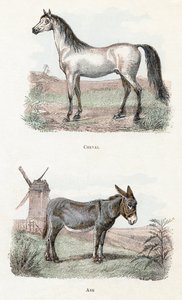 Cheval et âne - "Alphabet illustré des animaux" XIXe siècle (gravure) - Edouard Travies