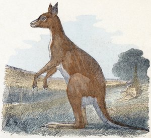 Kangourou - "Alphabet illustré des animaux" XIXe siècle (gravure) - Edouard Travies