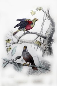 Le Perroquet Vert. Le Mascarin - Edouard Travies