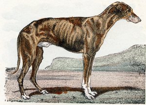 Lévrier - Alphabet illustré des animaux - Edouard Travies