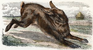 Lièvre - "Alphabet illustré des animaux" XIXe siècle (gravure)
