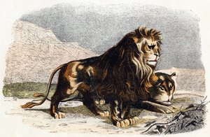 Lion et lionne - 