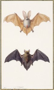 Grand murin et une chauve-souris commune, 1834 - Edouard Travies