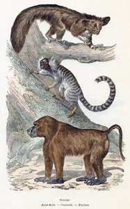 Singes - "Alphabet illustré des animaux" XIXe siècle (gravure) - Edouard Travies