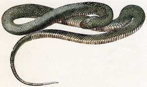Naja (serpent) - "Alphabet illustrant les animaux" XIXe siècle - Edouard Travies