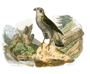 Histoire naturelle : planche zoologique représentant des oiseaux de proie nocturnes. Le autour. Planche tirée des neuf volumes sur les oiseaux dans les Œuvres complètes de Buffon écrites par le naturaliste Georges Louis Leclerc, comte de Buffon - Edouard Travies