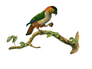 Histoire naturelle : planche zoologique représentant des grimpeurs. Le maipouri. Planche tirée des neuf volumes sur les oiseaux dans les Œuvres complètes de Buffon écrites par le naturaliste Georges Louis Leclerc, comte de Buffon - Edouard Travies