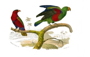 Planche zoologique représentant des grimpeurs : le lori tricolore et le perroquet vert. Planche tirée des neuf volumes sur les oiseaux dans « Œuvres complètes de Buffon » écrites par le naturaliste Georges Louis Leclerc, comte de Buffon (1707-1788) - Edouard Travies