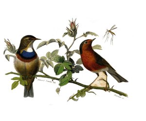 Histoire naturelle : planche zoologique représentant des passereaux dentirostres - Edouard Travies