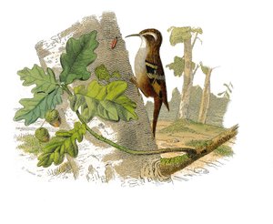 Histoire naturelle : planche zoologique représentant des passereaux dentirostres - Edouard Travies