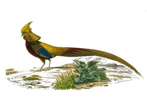 Planche zoologique représentant des gallinacés : le faisan doré chinois. Planche tirée des neuf volumes sur les oiseaux dans « Œuvres complètes de Buffon » écrites par le naturaliste Georges Louis Leclerc, comte de Buffon (1707-1788)