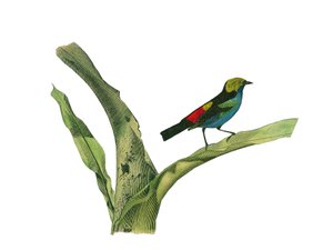Planche zoologique représentant des passereaux conirostres (bec conique). Planche tirée des neuf volumes sur les oiseaux dans « Œuvres complètes de Buffon » écrites par le naturaliste Georges Louis Leclerc, Comte de Buffon (1707-1788) entre 1749