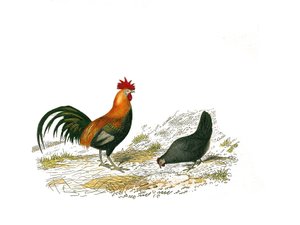 Histoire naturelle : planche zoologique représentant des gallinacés : le coq et la poule. Planche tirée des neuf volumes sur les oiseaux dans les Œuvres complètes de Buffon écrites par le naturaliste Georges Louis Leclerc, comte de Buffon